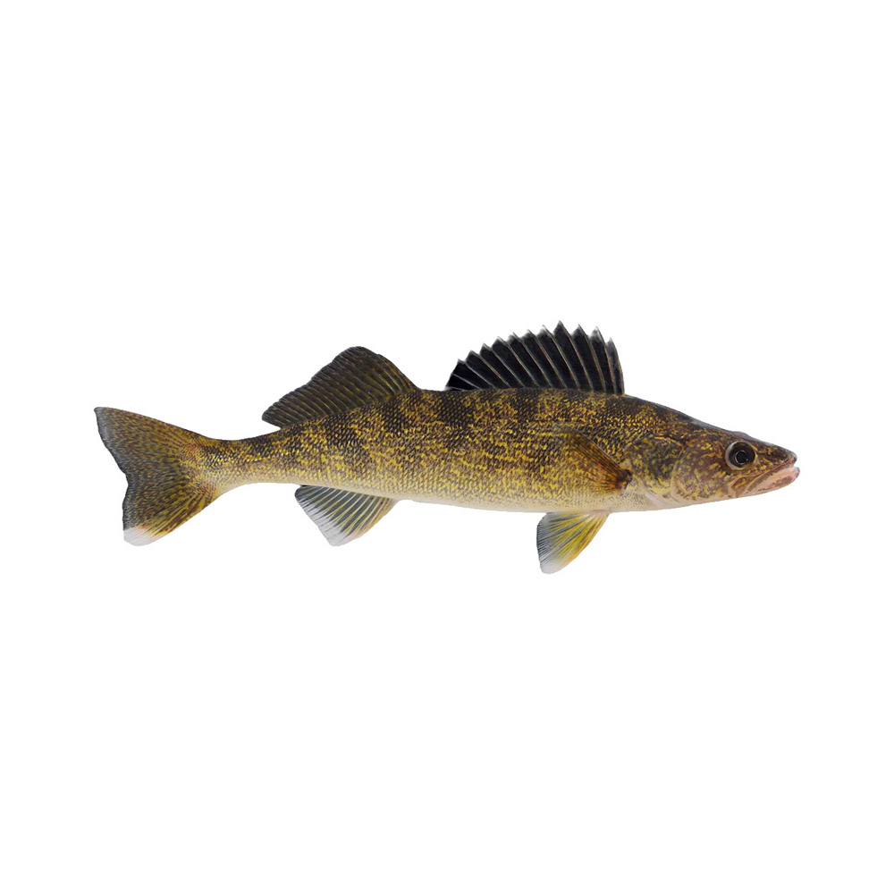 A Walleye fish