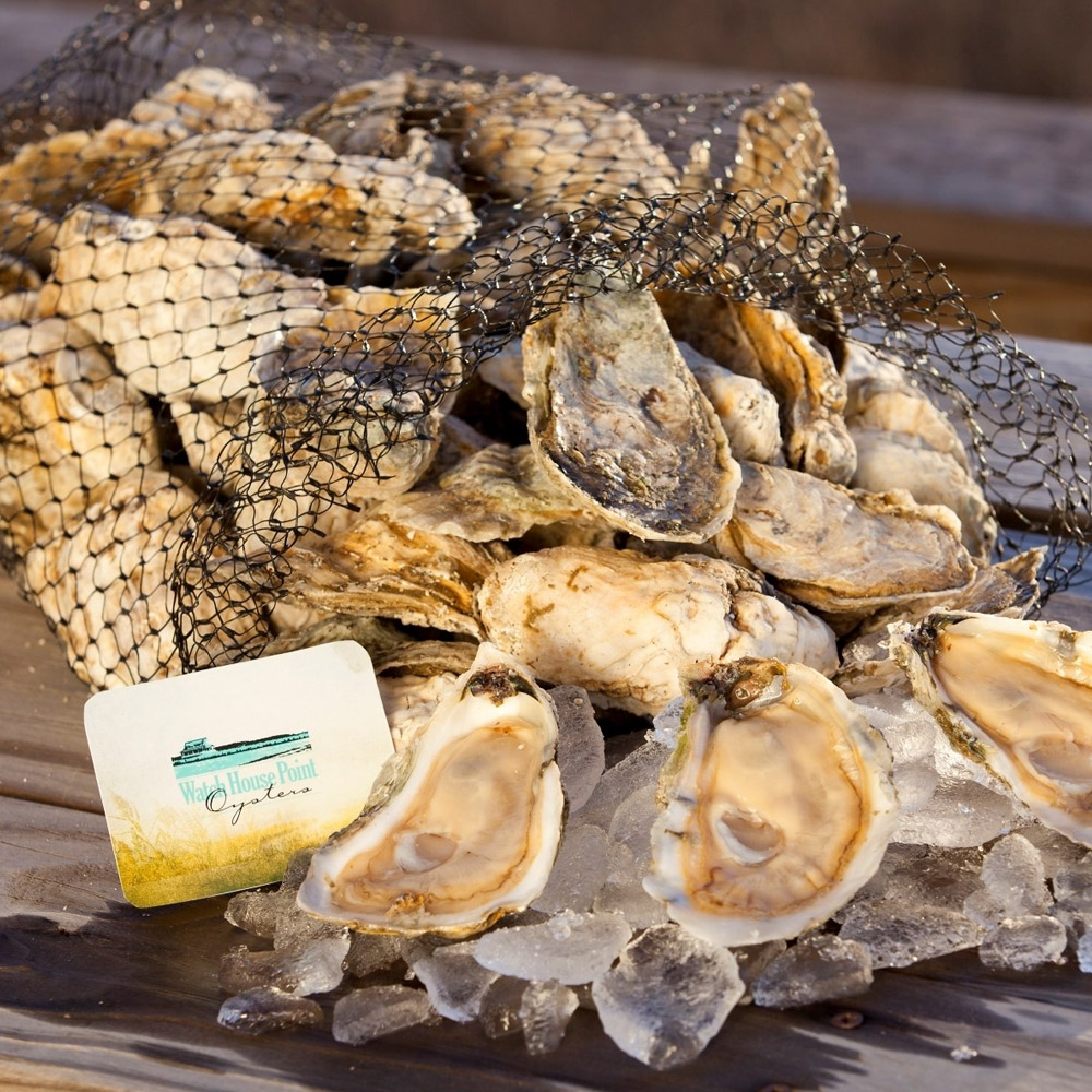 A net bag full of Watch House Point oysters with some ice and open oysters in front of the bag