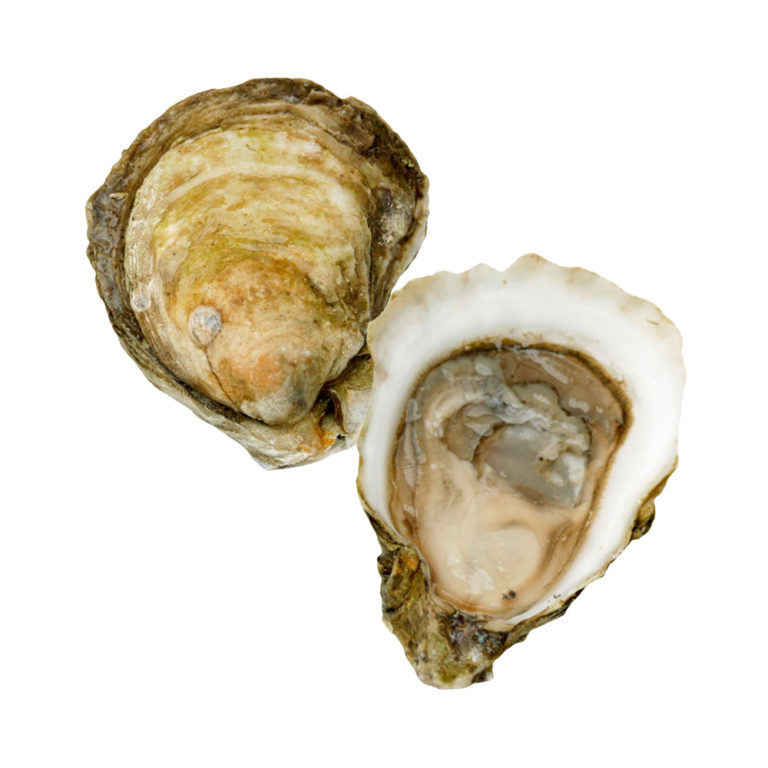 Wellfleet Oysters EURO USA