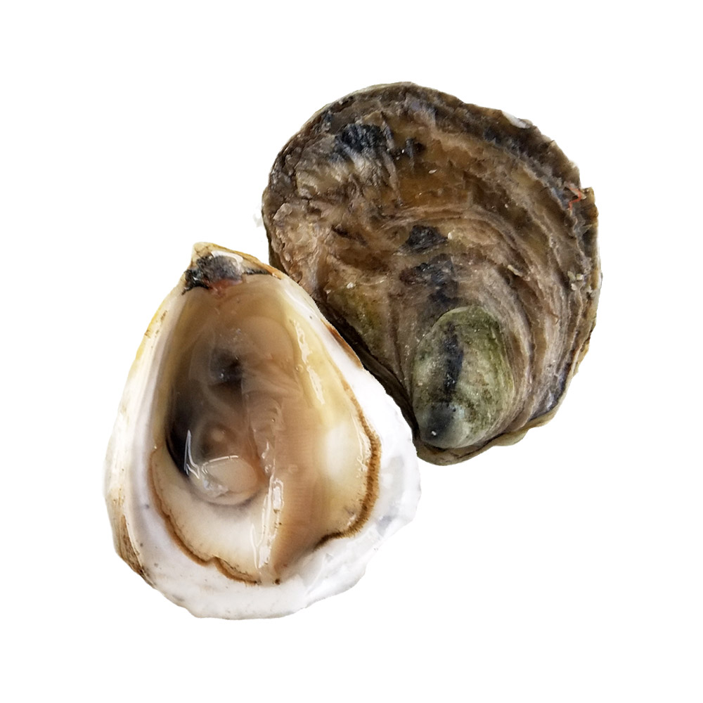 An open Wianno oyster